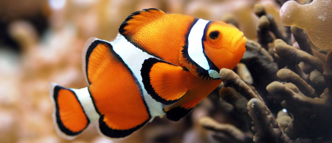 云呼试用三分钟