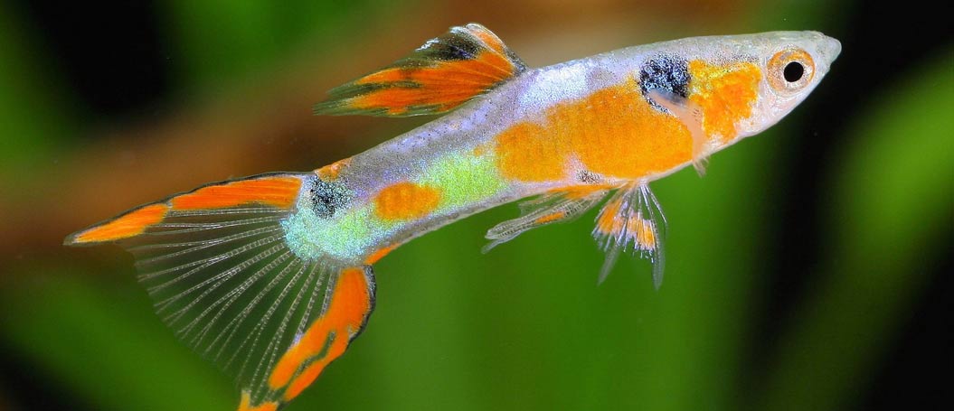 24小时呼叫轰炸神器