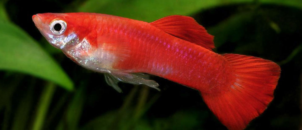 云呼试用三分钟