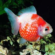 隐私保护到位的免费电话轰炸机