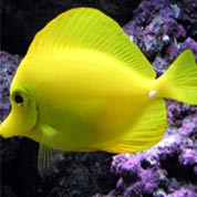 一秒发1000条电话的软件